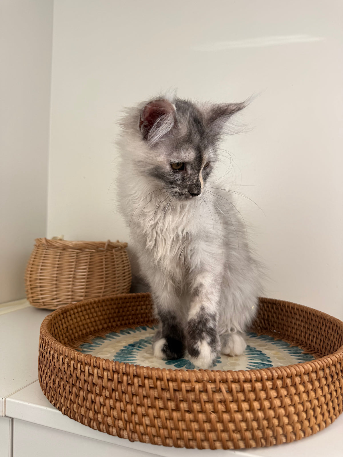 Silver Tortie Maine Coon female - 2 / Located in Ottawa area