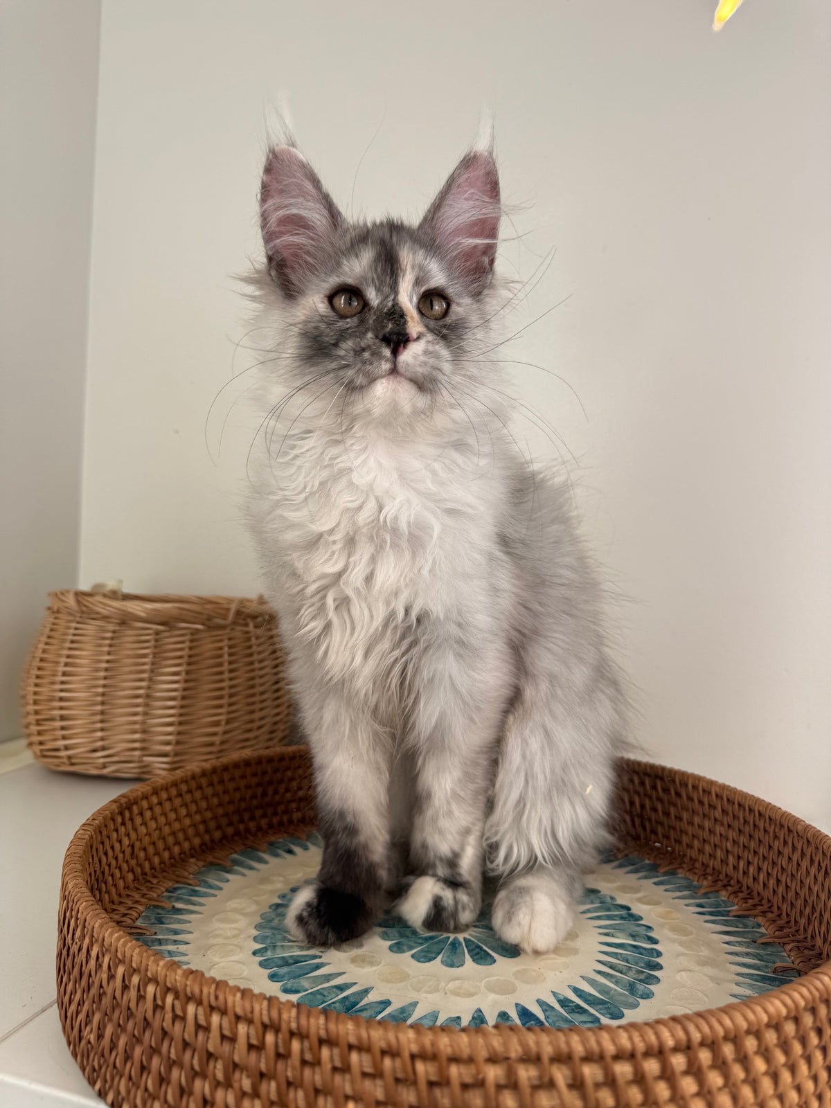 Silver Tortie Maine Coon female - 2 / Located in Ottawa area