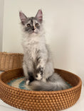 Load image into Gallery viewer, Silver Tortie Maine Coon female - 2 / Located in Ottawa area
