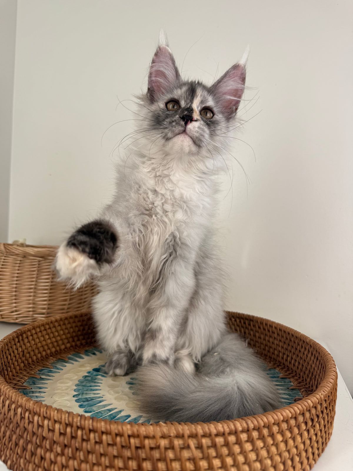 Silver Tortie Maine Coon female - 2 / Located in Ottawa area