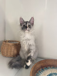 Load image into Gallery viewer, Silver Tortie Maine Coon female - 2 / Located in Ottawa area
