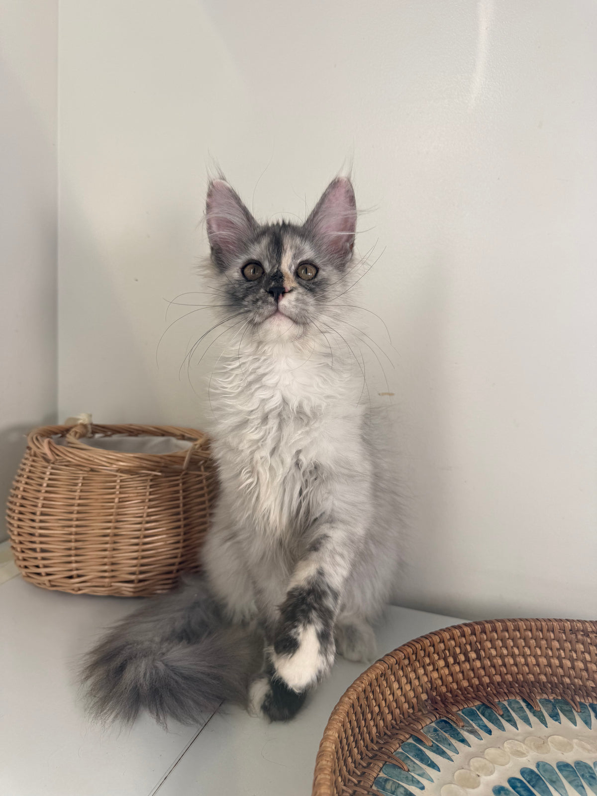 Silver Tortie Maine Coon female - 2 / Located in Ottawa area