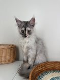 Load image into Gallery viewer, Silver Tortie Maine Coon female - 2 / Located in Ottawa area
