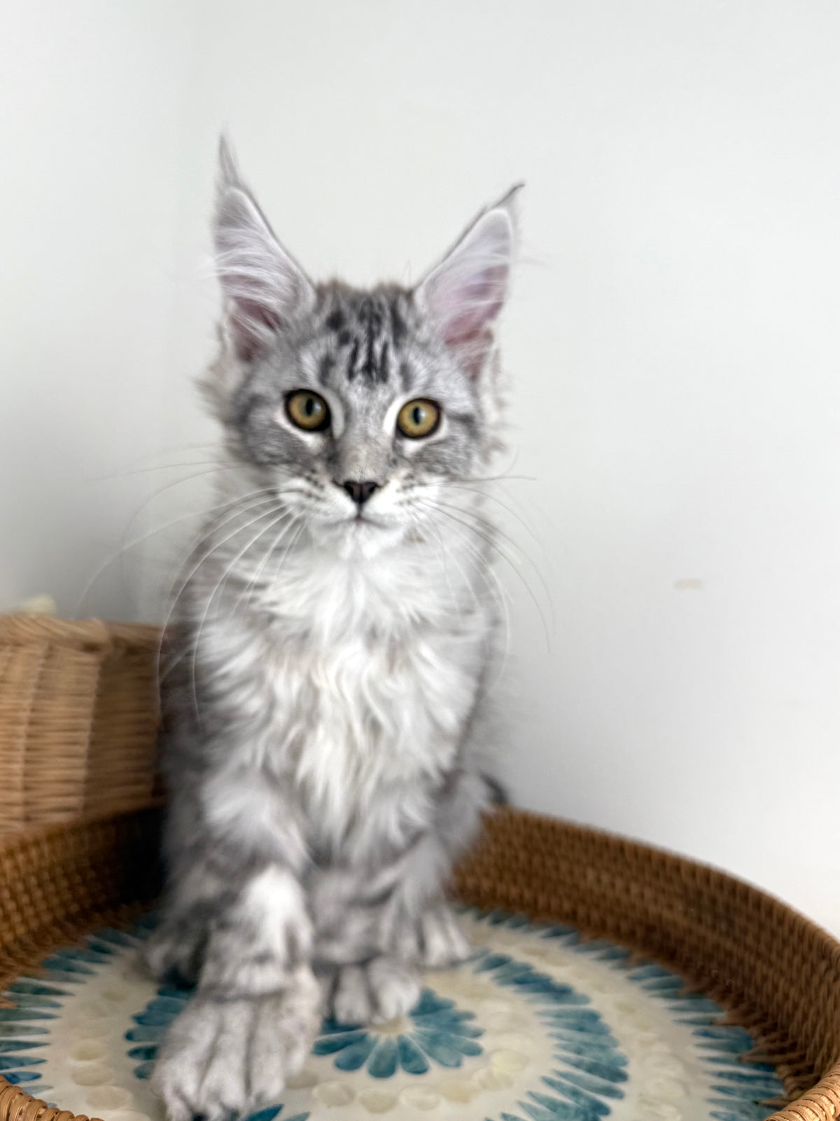 Black Silver Maine Coon Polydactyl female / Located in Ottawa area