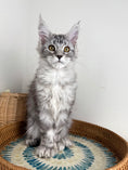 Load image into Gallery viewer, Black Silver Maine Coon Polydactyl female / Located in Ottawa area
