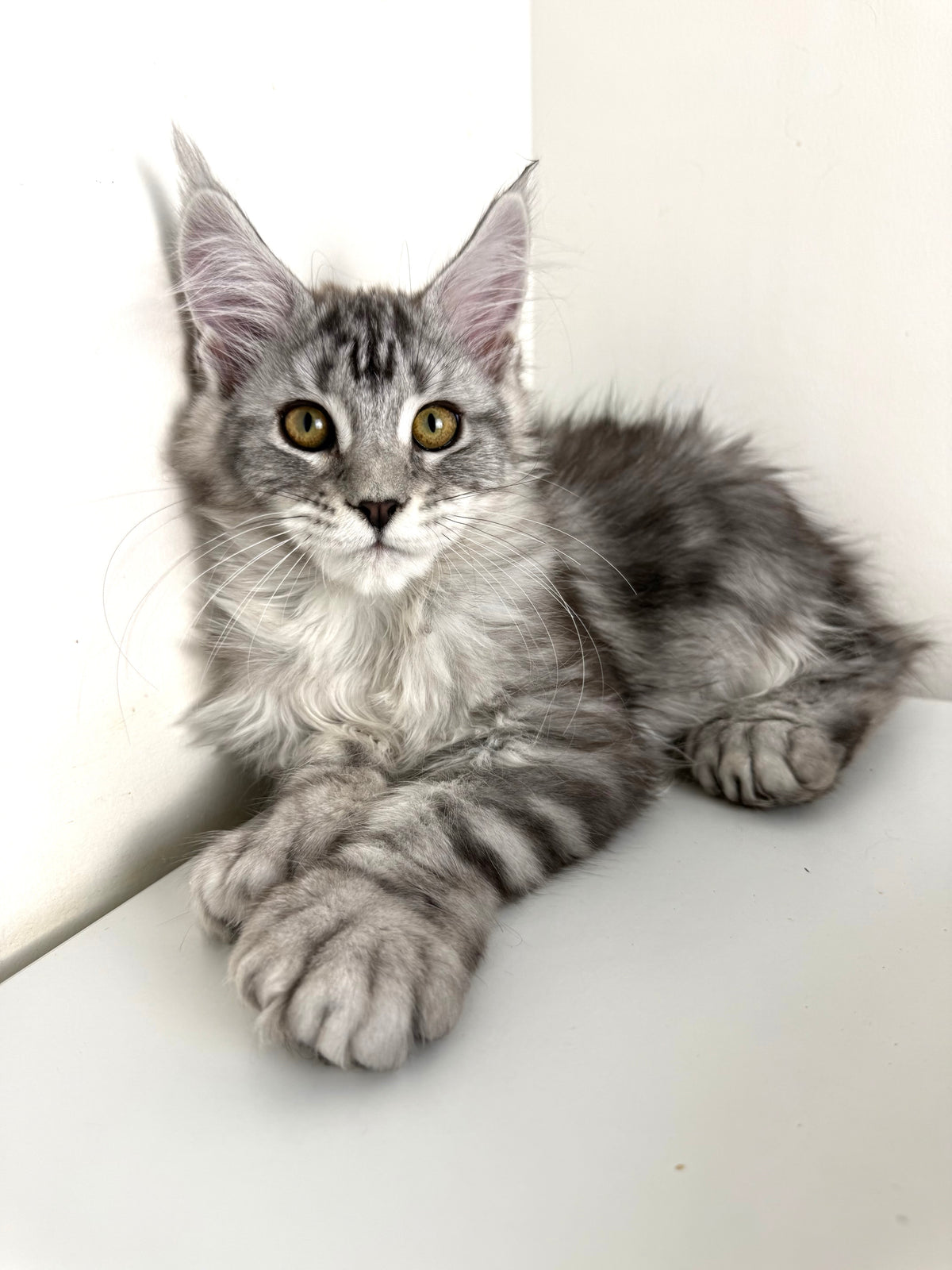 Black Silver Maine Coon Polydactyl female / Located in Ottawa area