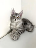 Load image into Gallery viewer, Black Silver Maine Coon Polydactyl female / Located in Ottawa area
