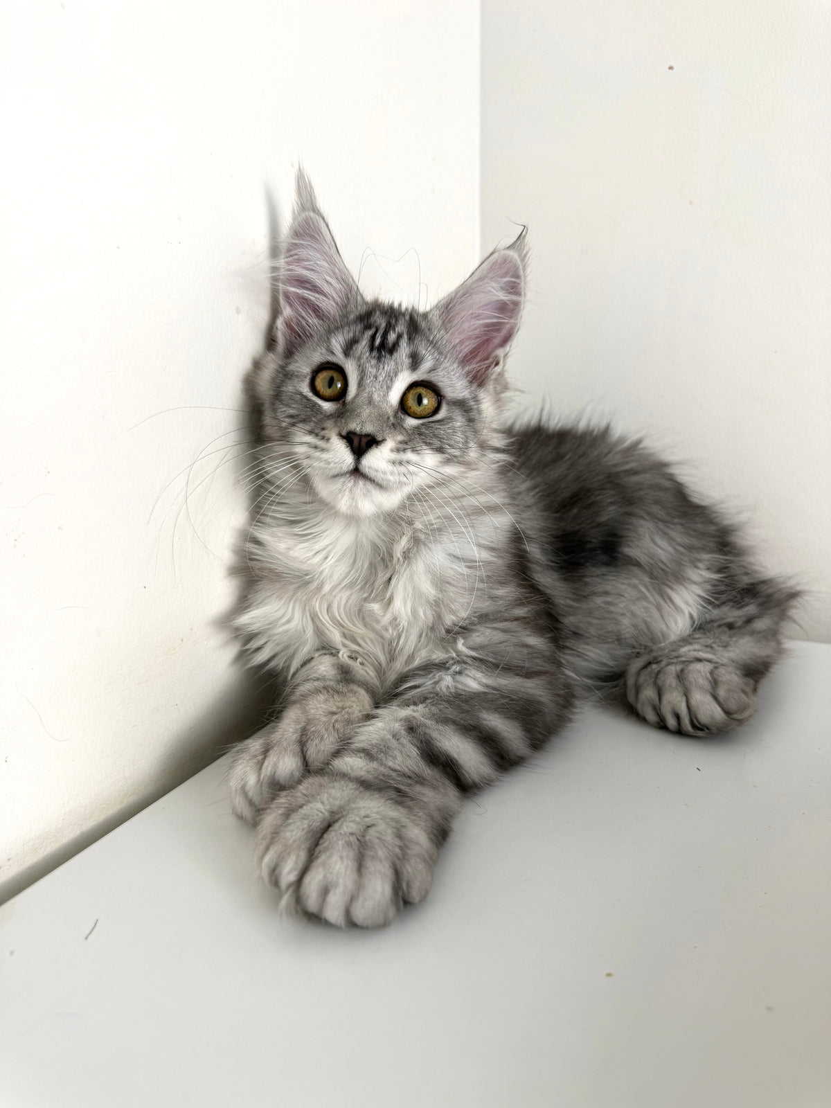 Black Silver Maine Coon Polydactyl female / Located in Ottawa area