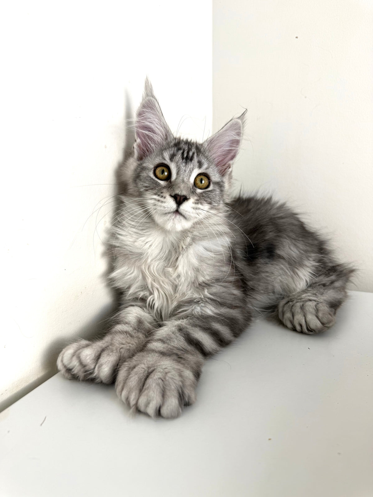 Black Silver Maine Coon Polydactyl female / Located in Ottawa area