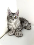 Load image into Gallery viewer, Black Silver Maine Coon Polydactyl female / Located in Ottawa area
