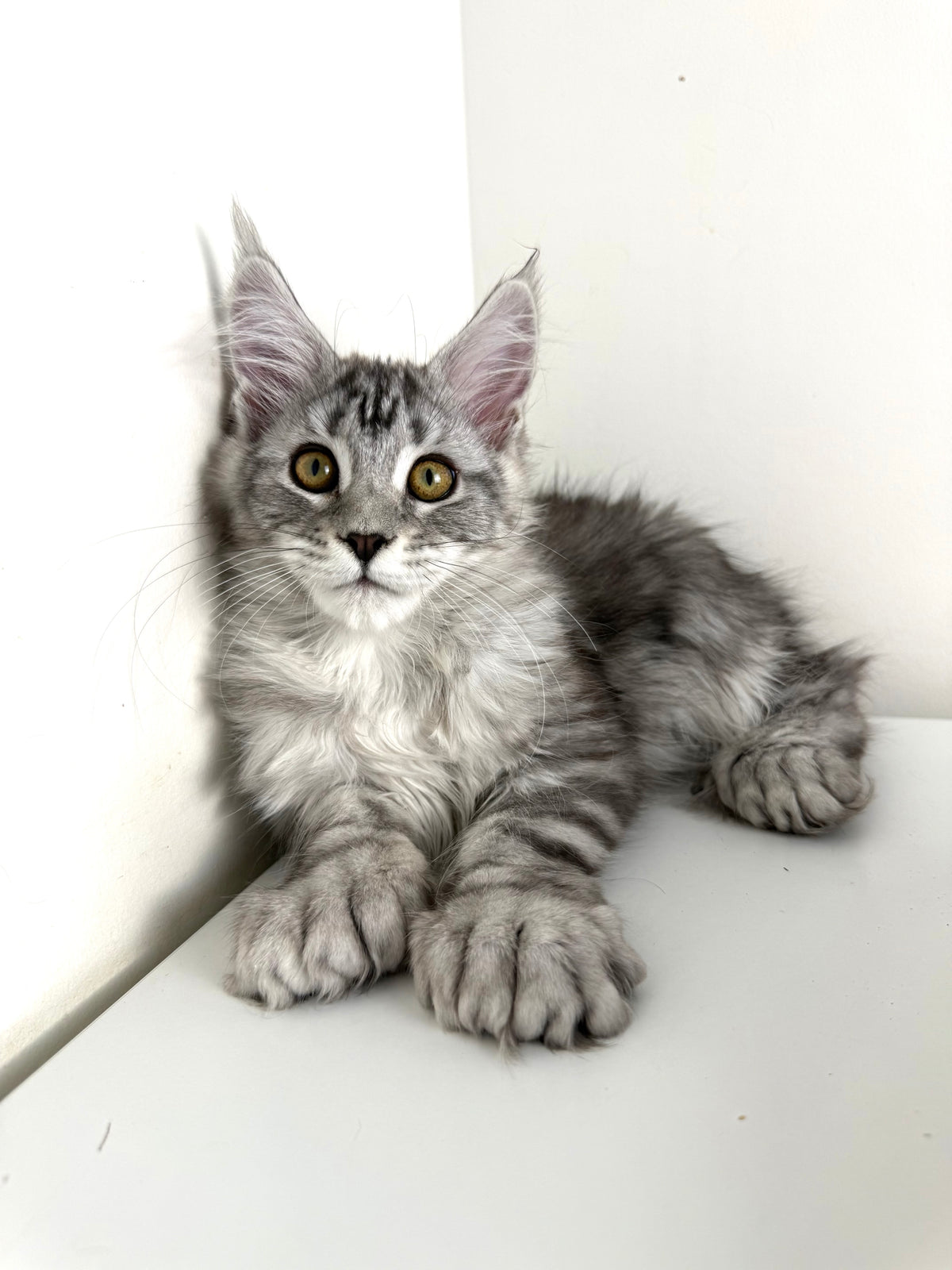 Black Silver Maine Coon Polydactyl female / Located in Ottawa area