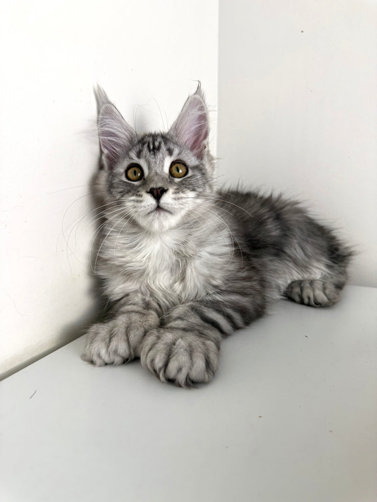 Black Silver Maine Coon Polydactyl female / Located in Ottawa area
