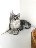 Load image into Gallery viewer, Black Silver Maine Coon Polydactyl female / Located in Ottawa area
