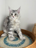 Load image into Gallery viewer, Black Silver with white Maine Coon Polydactyl female / Located in Ottawa area
