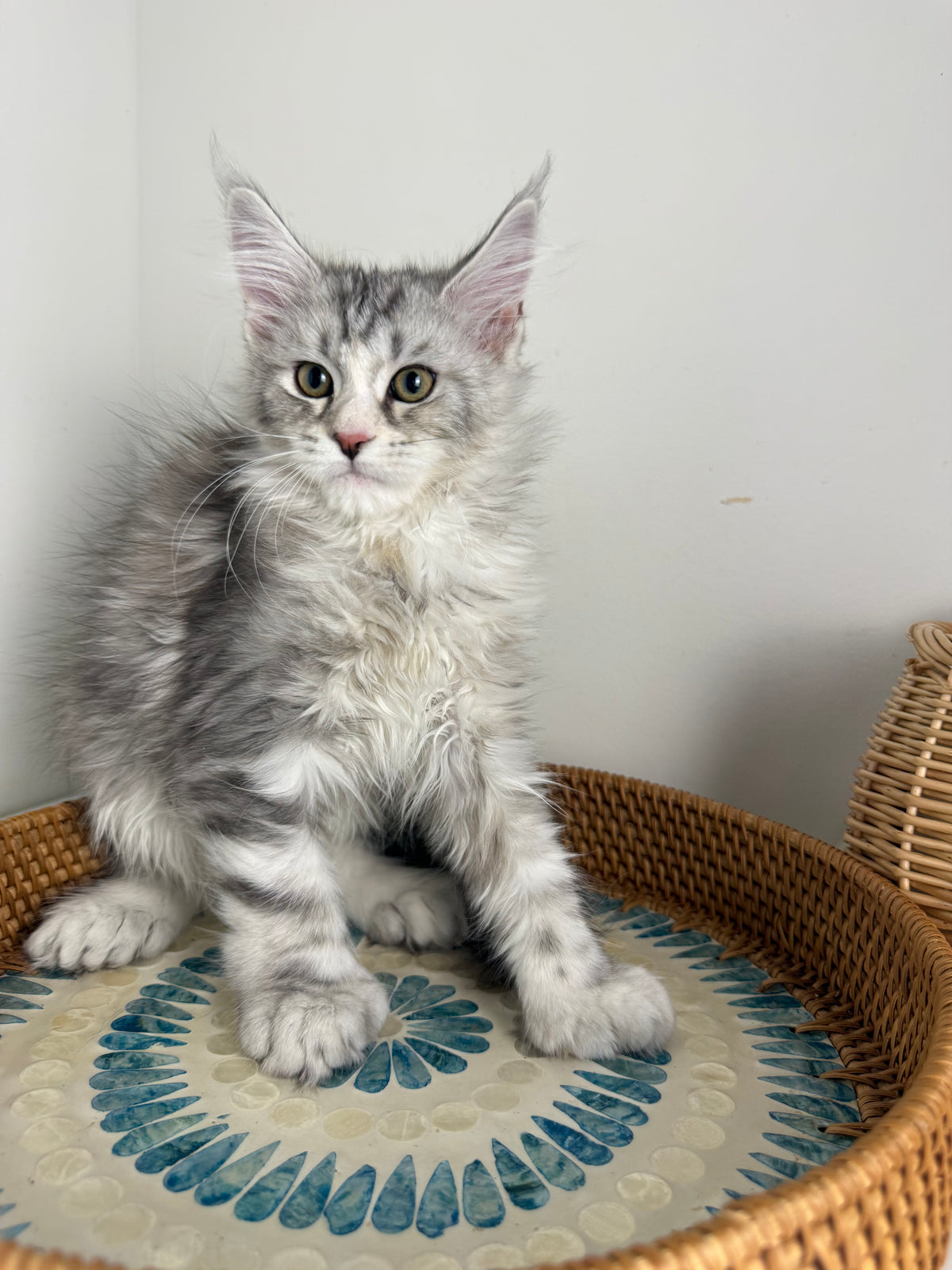 Black Silver with white Maine Coon Polydactyl female / Located in Ottawa area