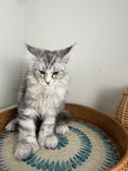 Load image into Gallery viewer, Black Silver with white Maine Coon Polydactyl female / Located in Ottawa area
