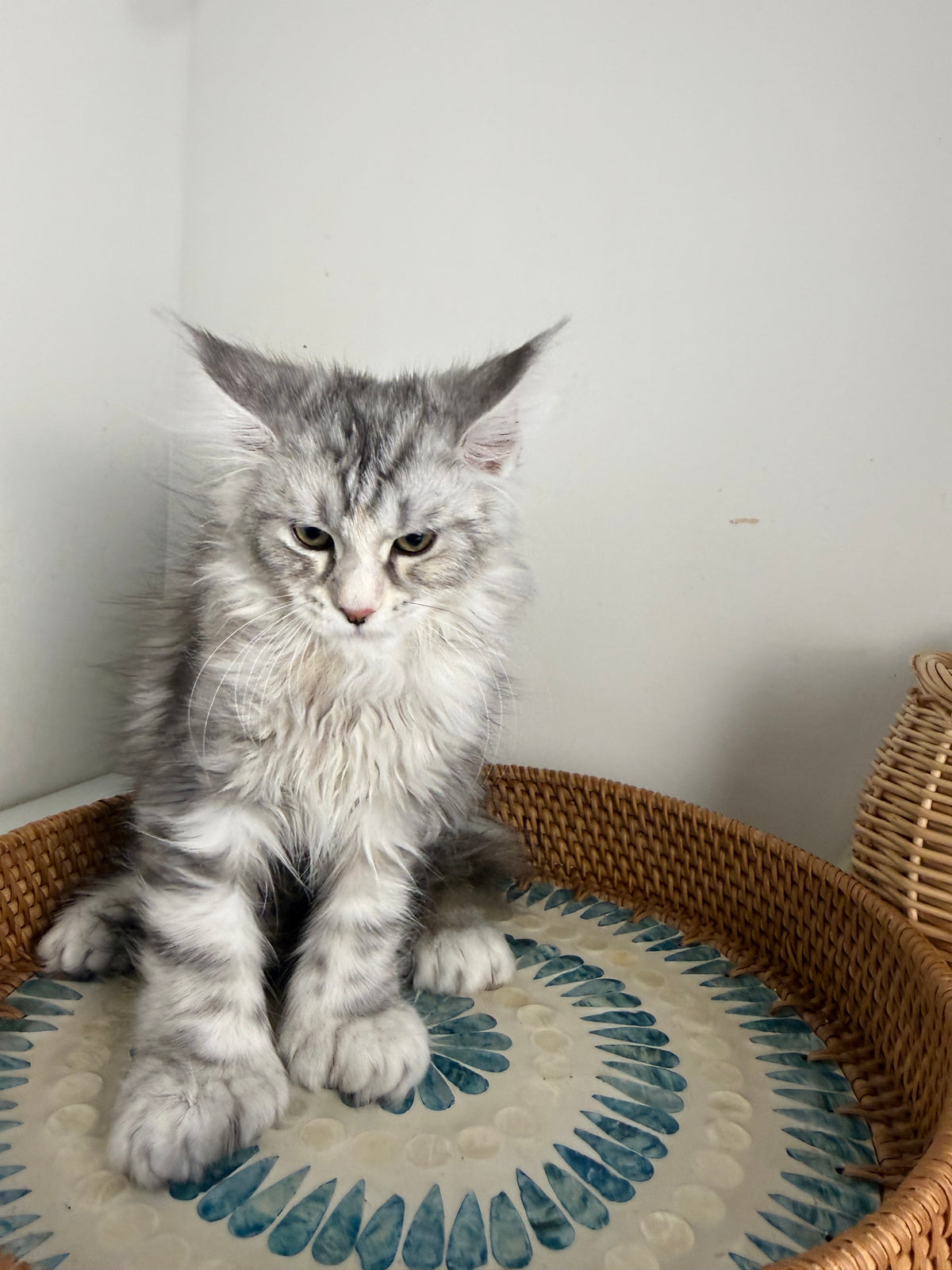 Black Silver with white Maine Coon Polydactyl female / Located in Ottawa area