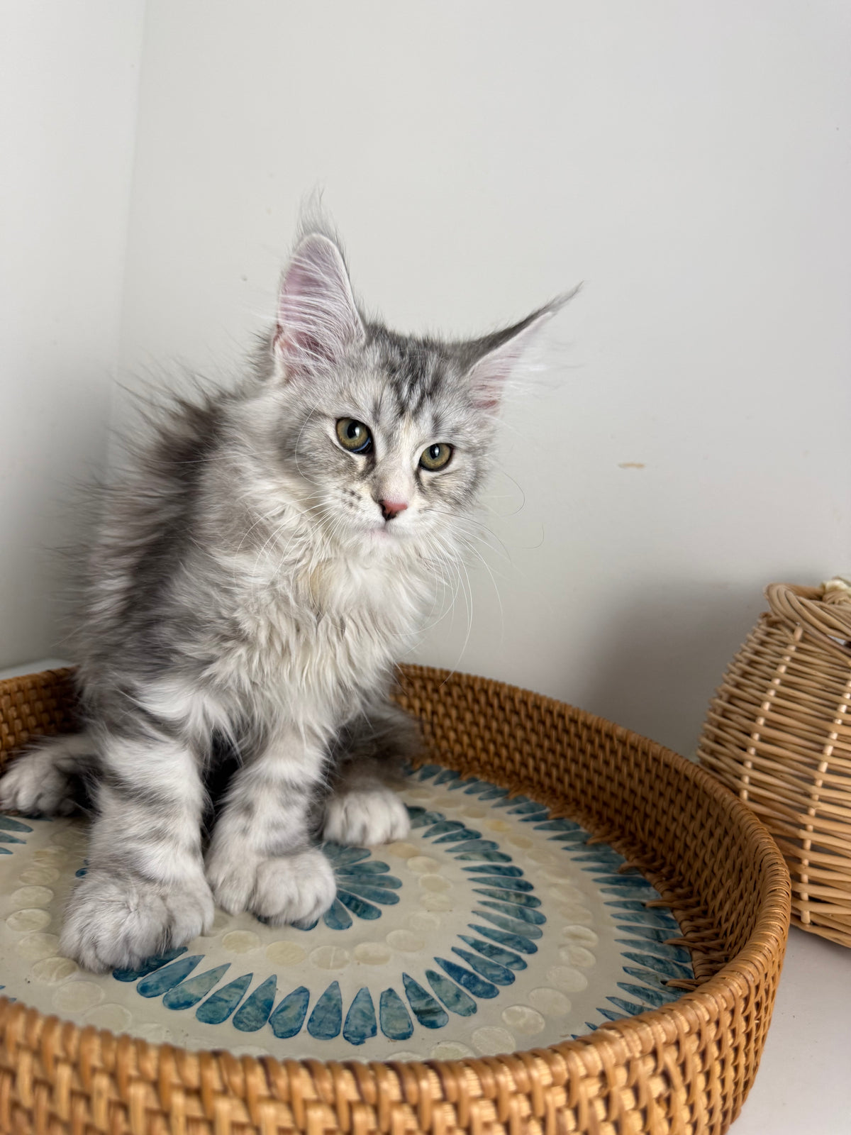 Black Silver with white Maine Coon Polydactyl female / Located in Ottawa area