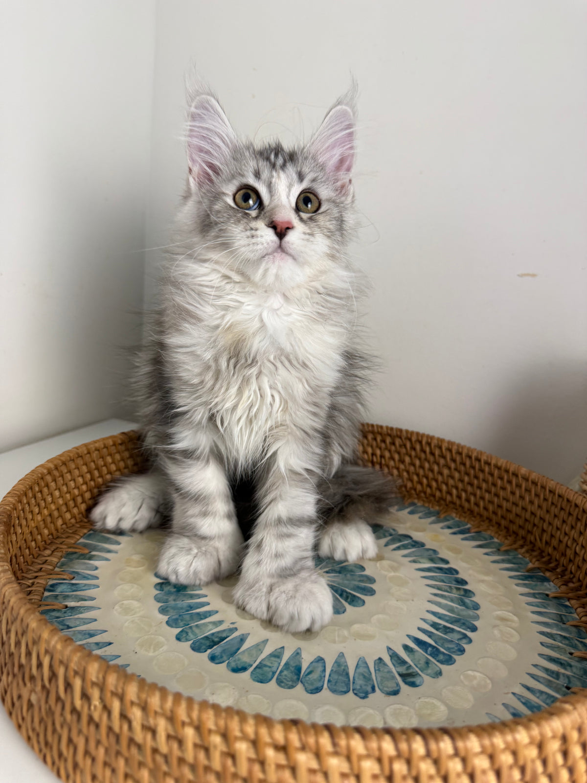 Black Silver with white Maine Coon Polydactyl female / Located in Ottawa area