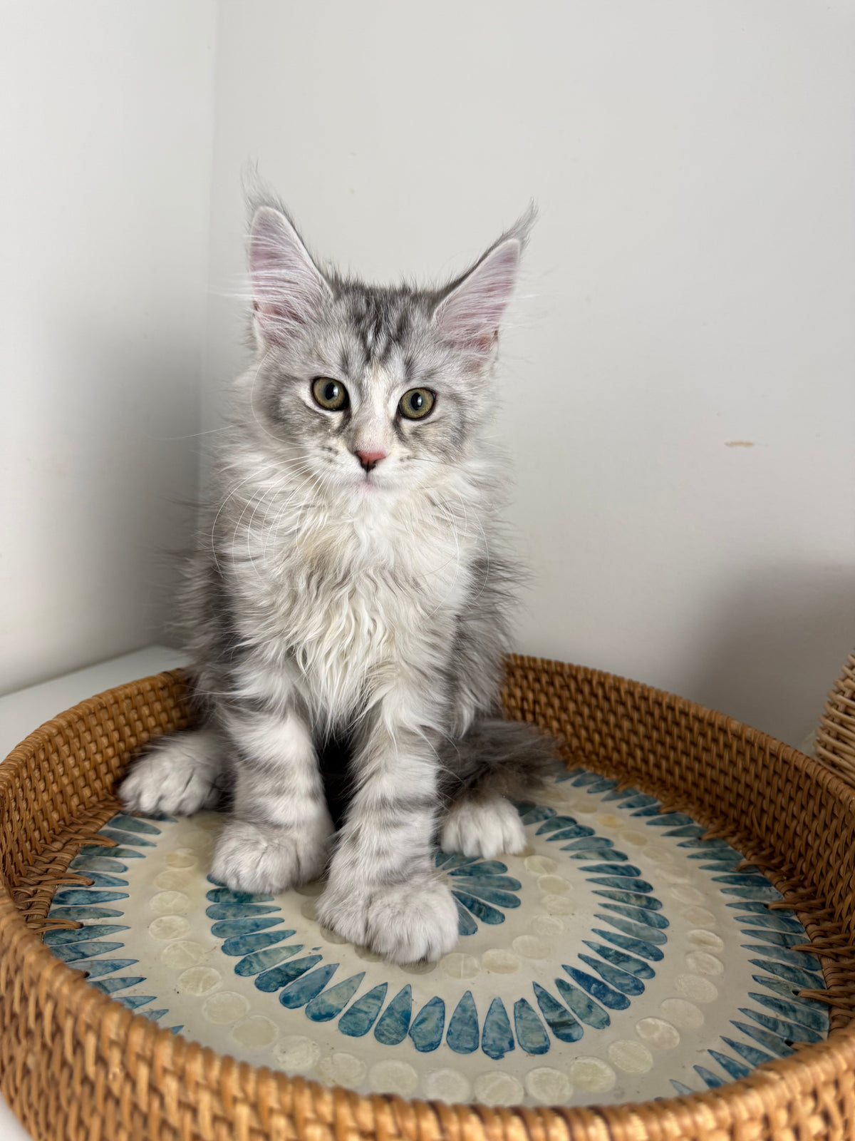 Black Silver with white Maine Coon Polydactyl female / Located in Ottawa area