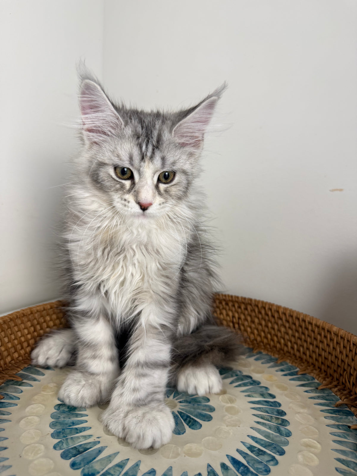 Black Silver with white Maine Coon Polydactyl female / Located in Ottawa area
