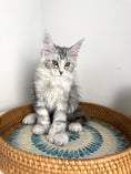 Load image into Gallery viewer, Black Silver with white Maine Coon Polydactyl female / Located in Ottawa area
