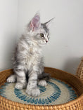 Load image into Gallery viewer, Black Silver with white Maine Coon Polydactyl female / Located in Ottawa area
