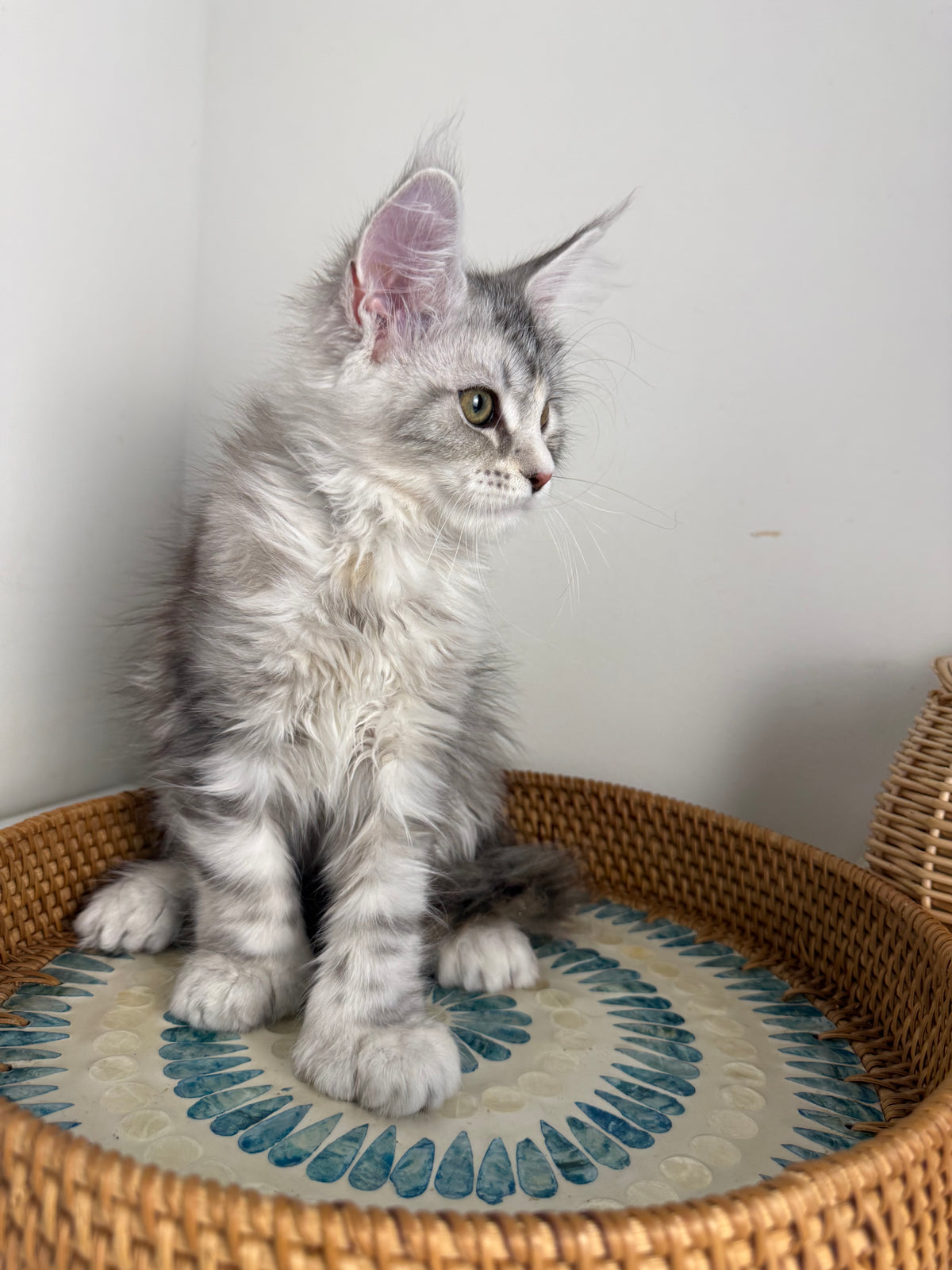 Black Silver with white Maine Coon Polydactyl female / Located in Ottawa area