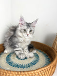 Load image into Gallery viewer, Black Silver with white Maine Coon Polydactyl female / Located in Ottawa area
