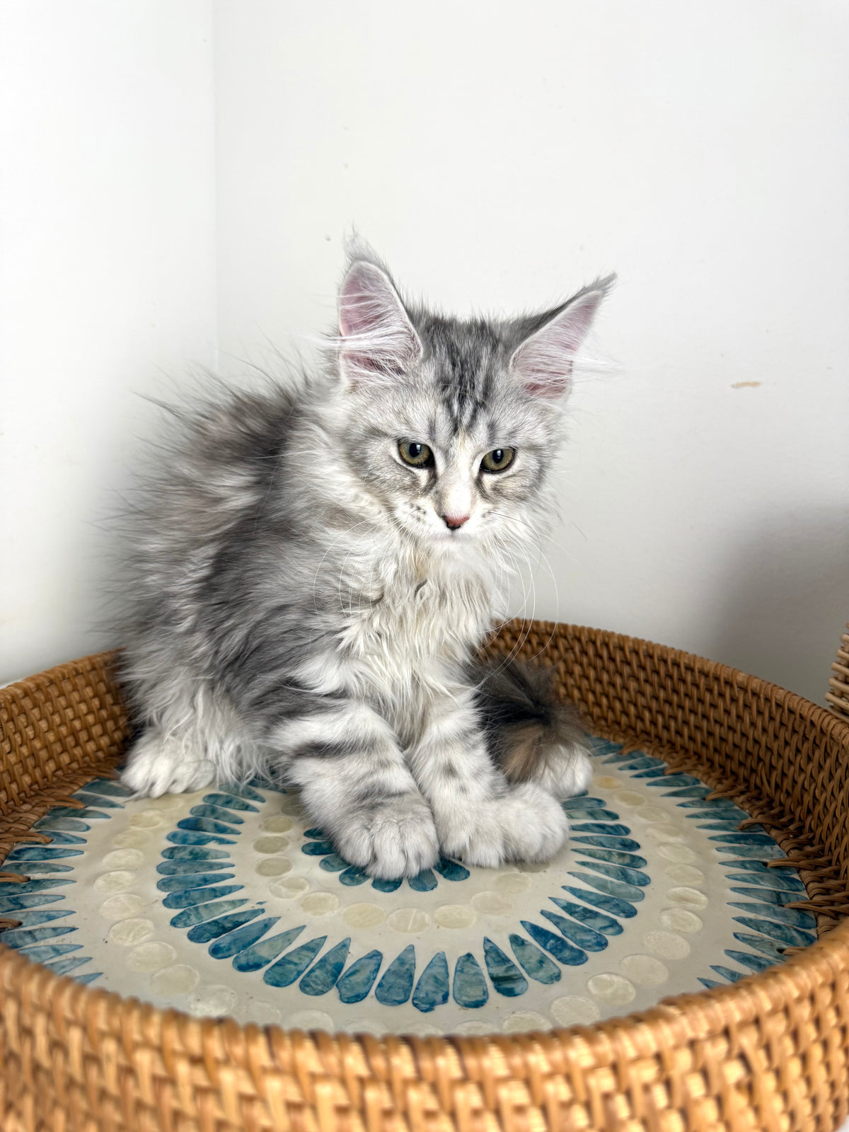 Black Silver with white Maine Coon Polydactyl female / Located in Ottawa area