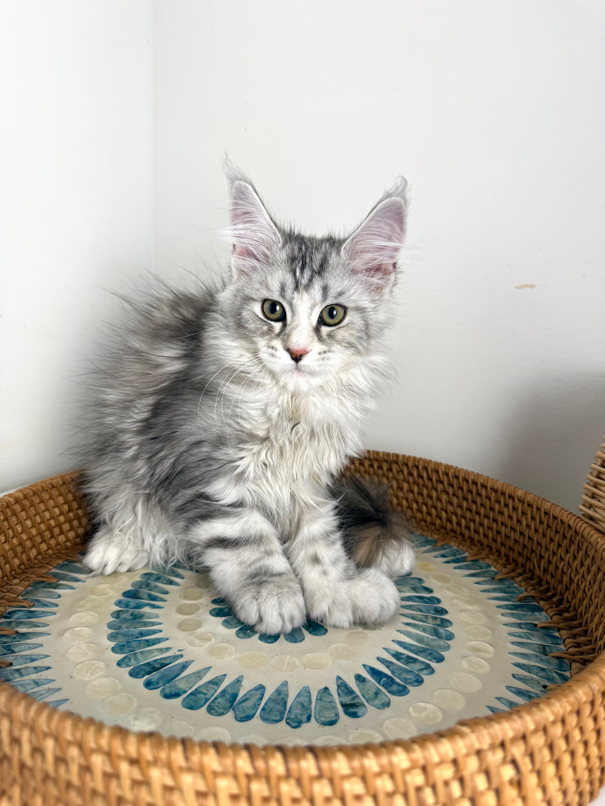 Black Silver with white Maine Coon Polydactyl female / Located in Ottawa area