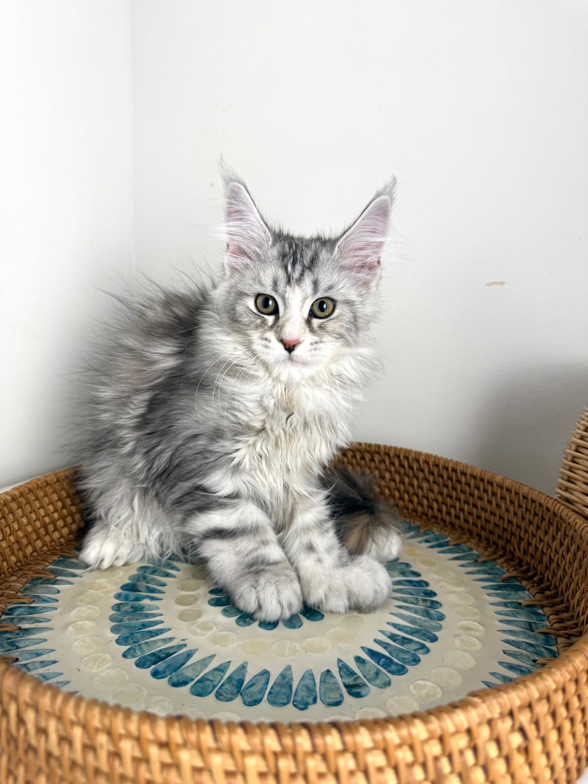 Black Silver with white Maine Coon Polydactyl female / Located in Ottawa area