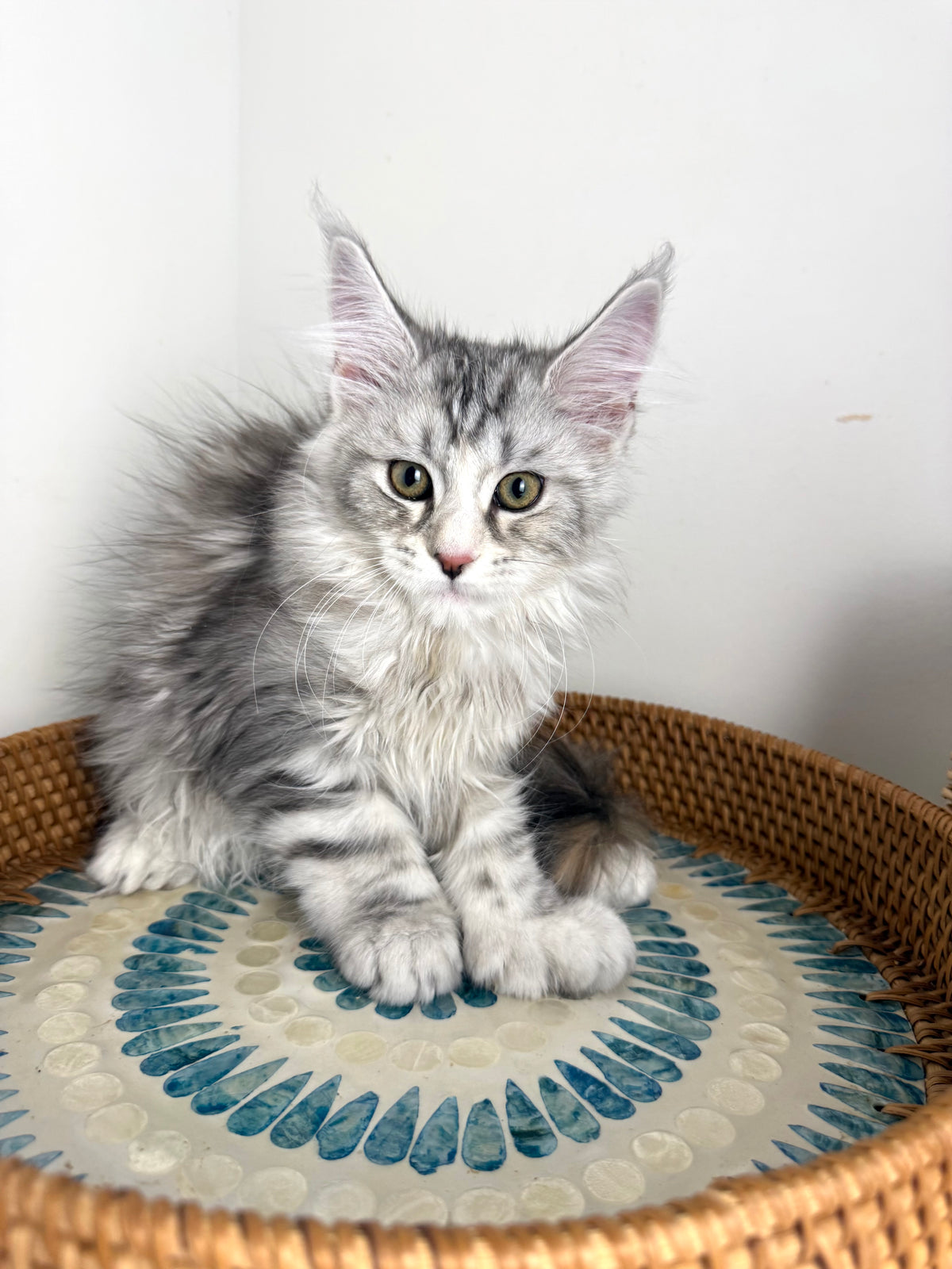 Black Silver with white Maine Coon Polydactyl female / Located in Ottawa area