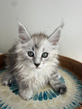 Load image into Gallery viewer, Black Silver Maine Coon female / Located in Ottawa area
