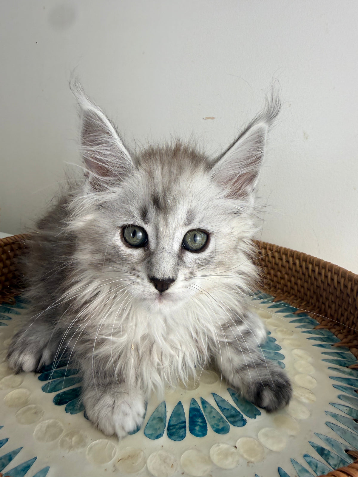 Black Silver Maine Coon female / Located in Ottawa area