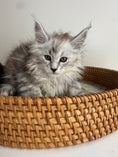 Load image into Gallery viewer, Black Silver Maine Coon female / Located in Ottawa area

