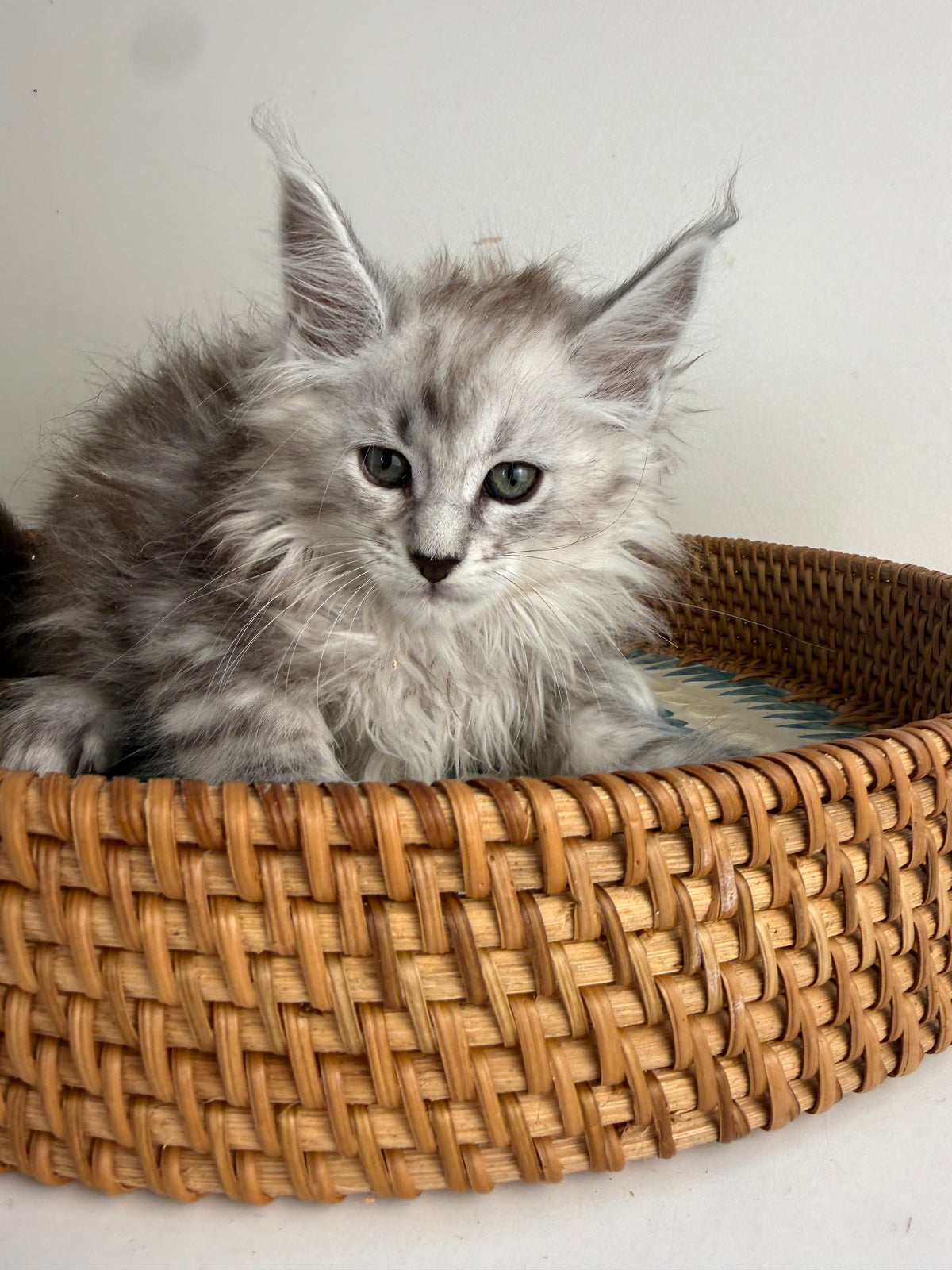 Black Silver Maine Coon female / Located in Ottawa area