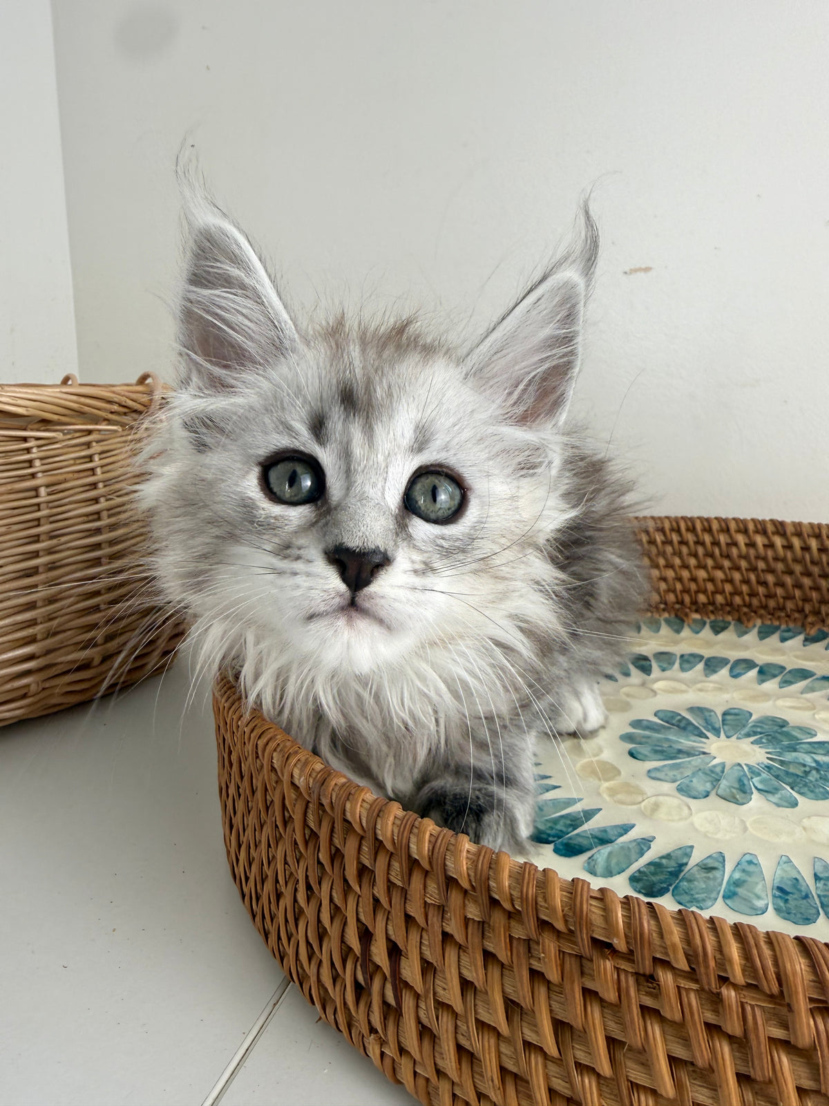 Black Silver Maine Coon female / Located in Ottawa area