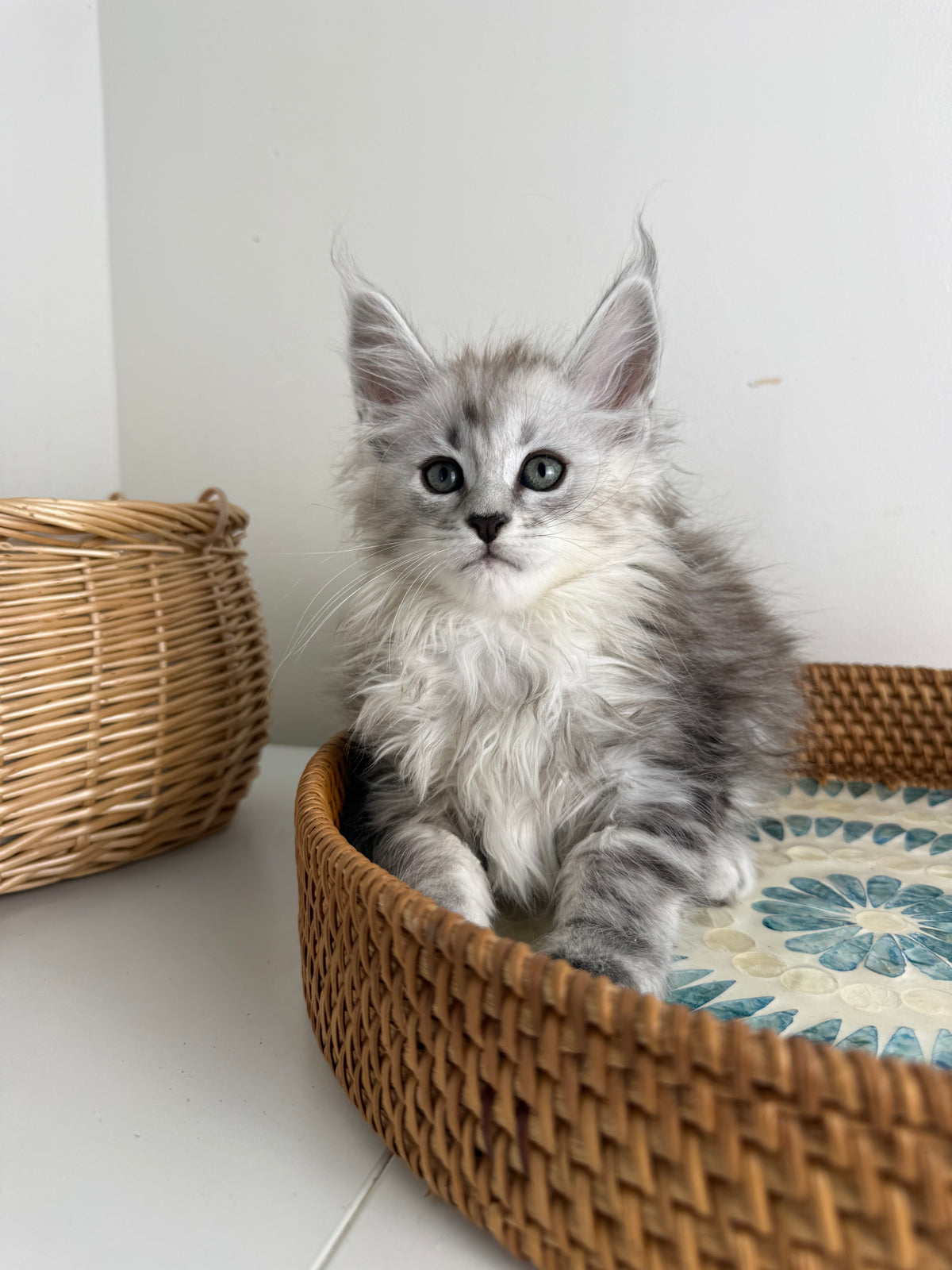 Black Silver Maine Coon female / Located in Ottawa area