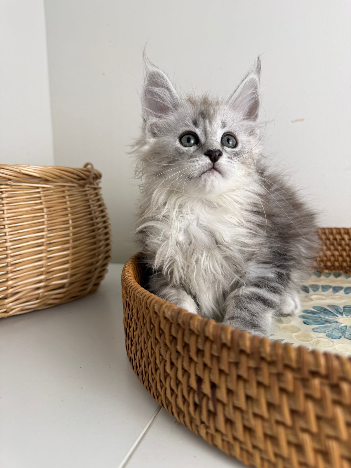 Black Silver Maine Coon female / Located in Ottawa area
