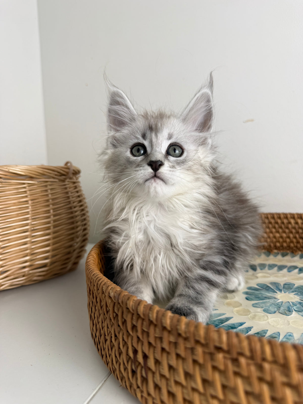Black Silver Maine Coon female / Located in Ottawa area