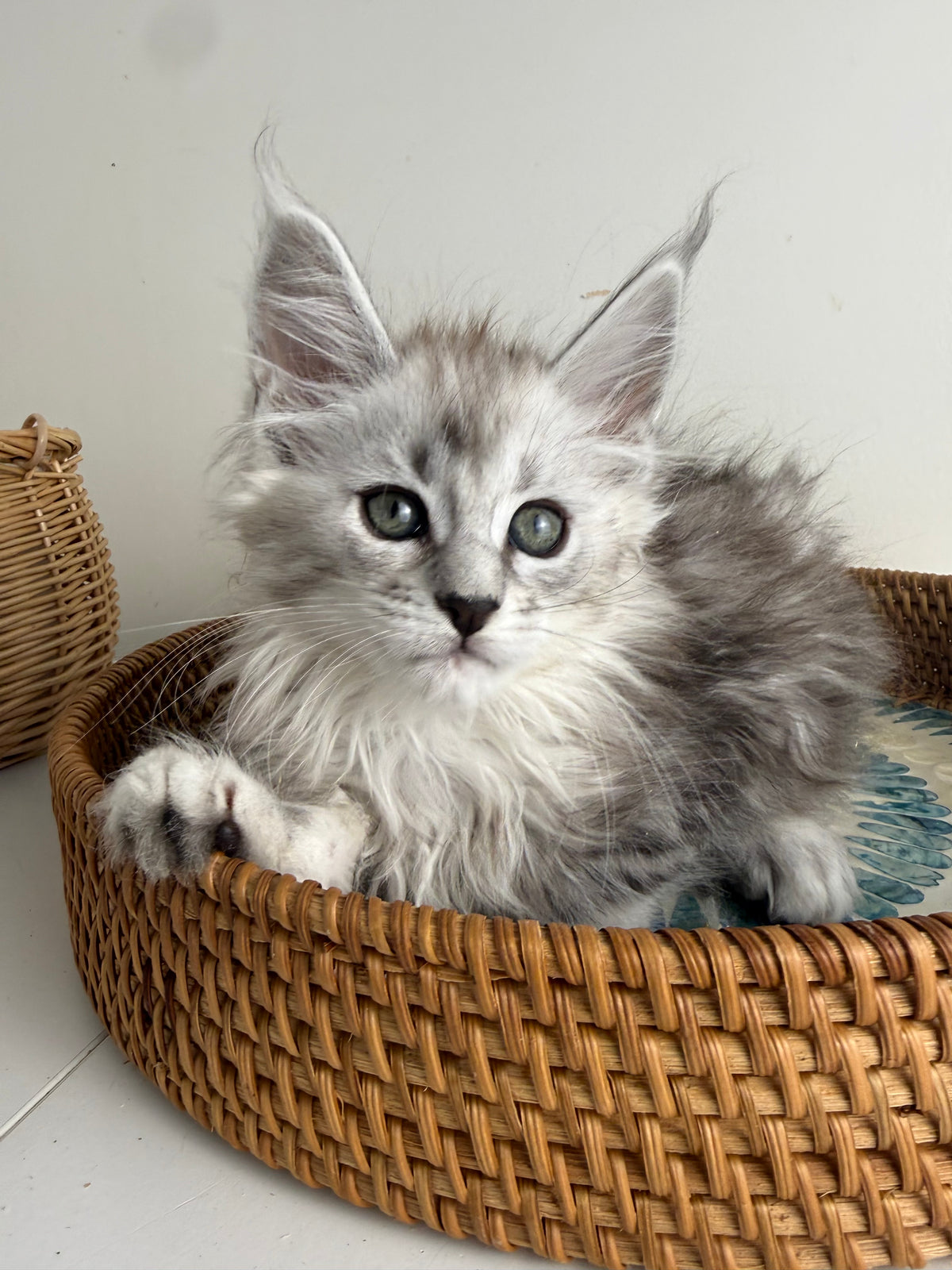 Black Silver Maine Coon female / Located in Ottawa area