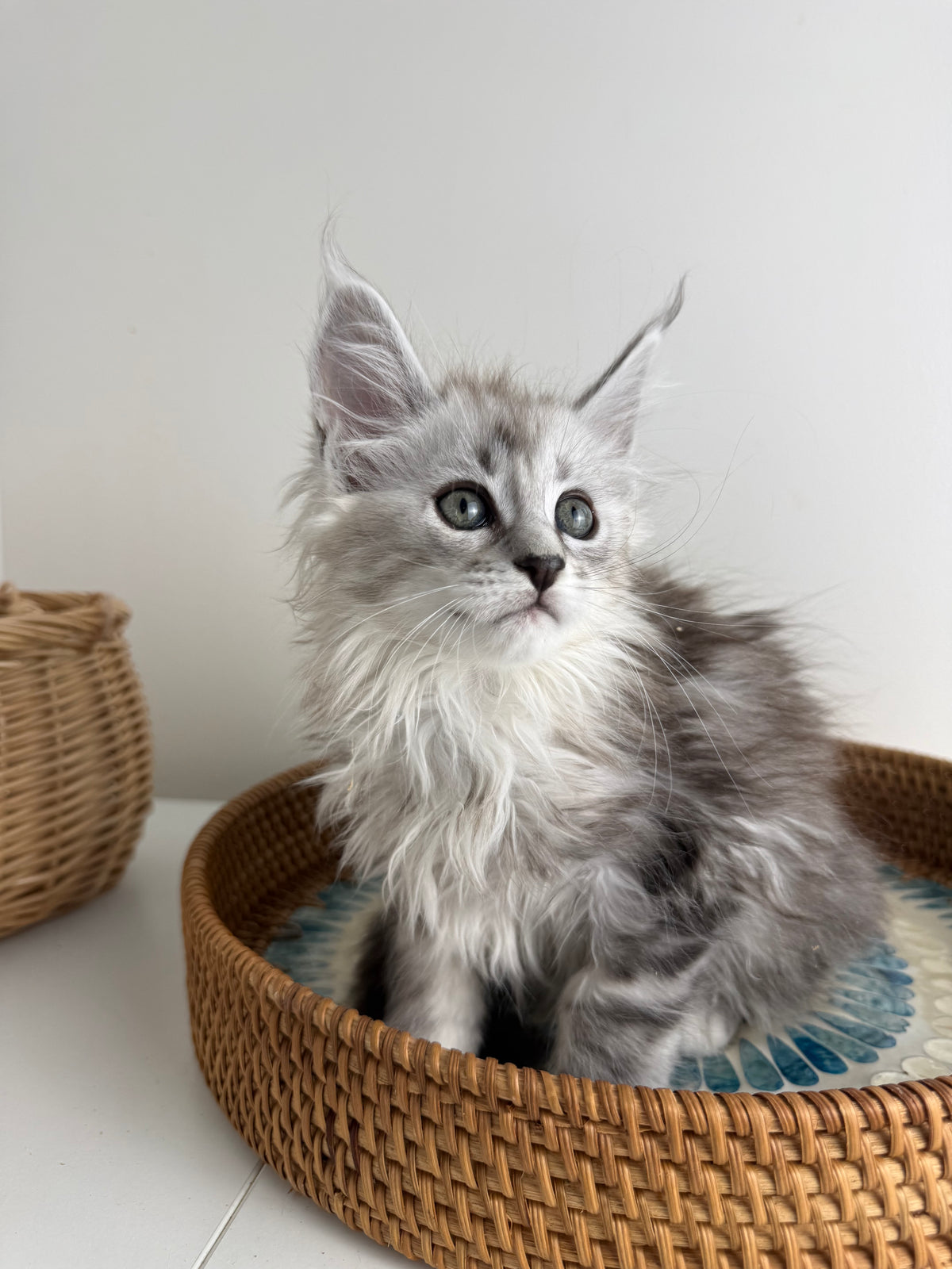 Black Silver Maine Coon female / Located in Ottawa area
