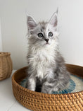 Load image into Gallery viewer, Black Silver Maine Coon female / Located in Ottawa area
