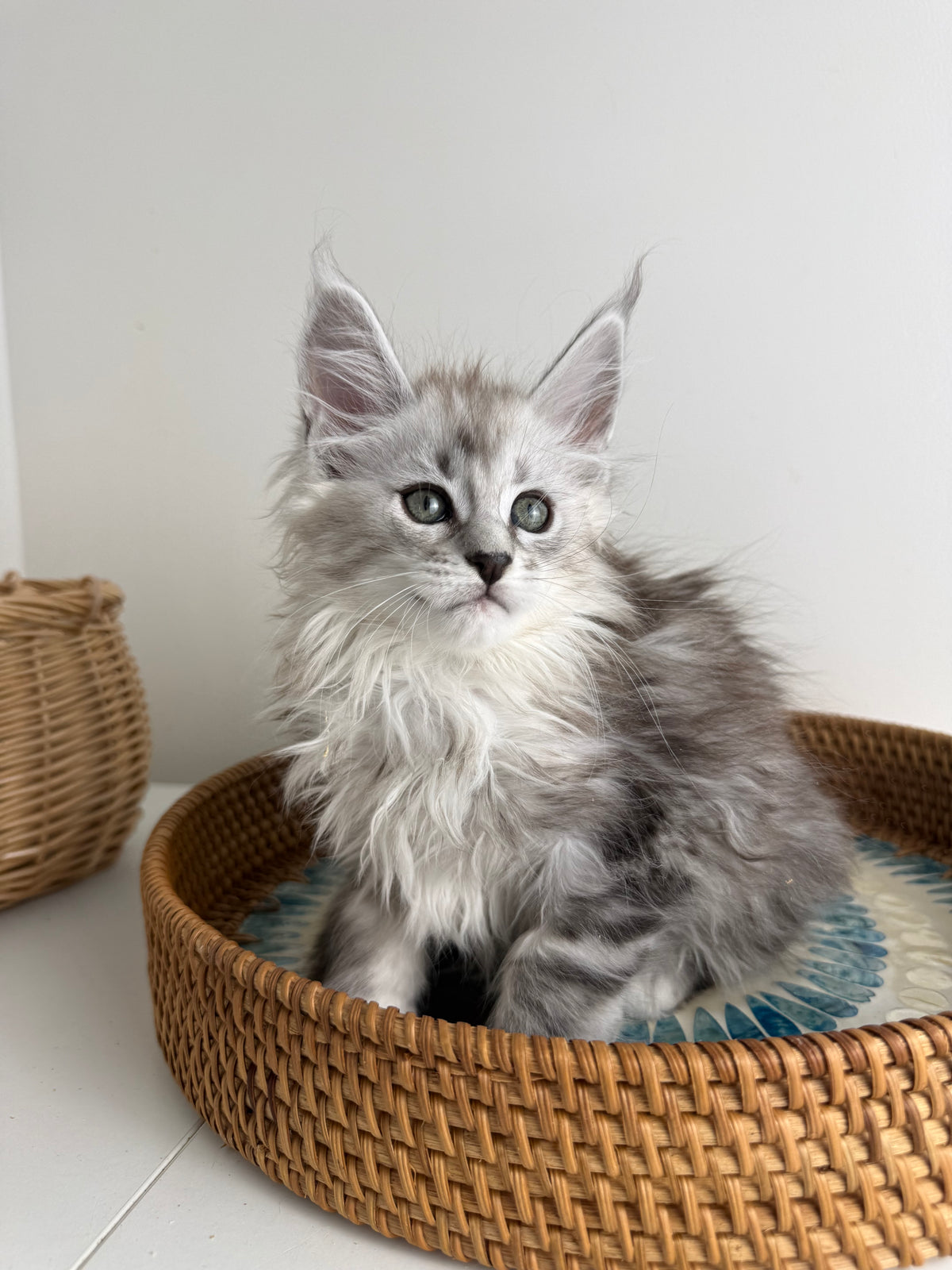 Black Silver Maine Coon female / Located in Ottawa area
