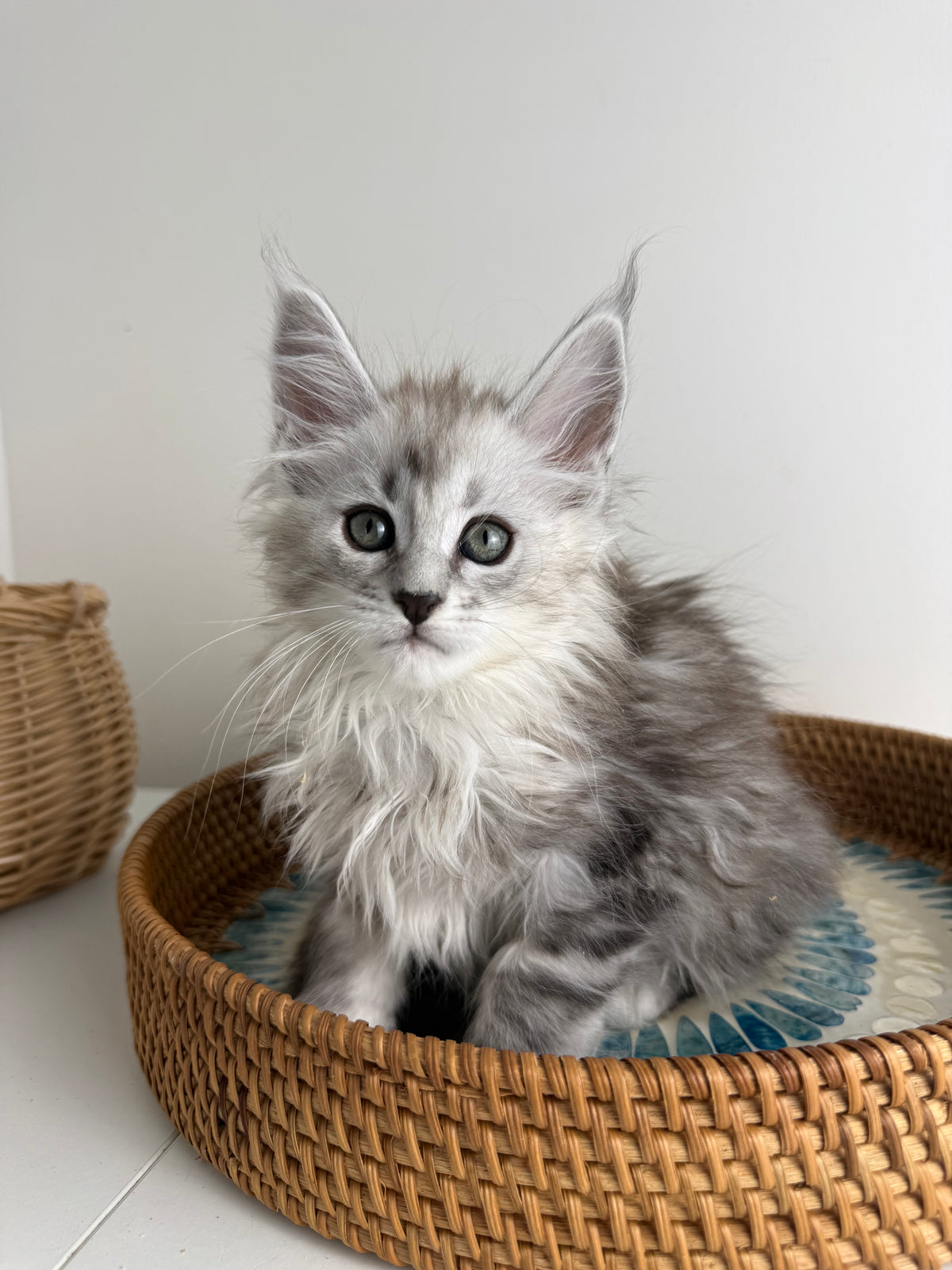 Black Silver Maine Coon female / Located in Ottawa area