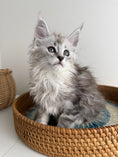 Load image into Gallery viewer, Black Silver Maine Coon female / Located in Ottawa area
