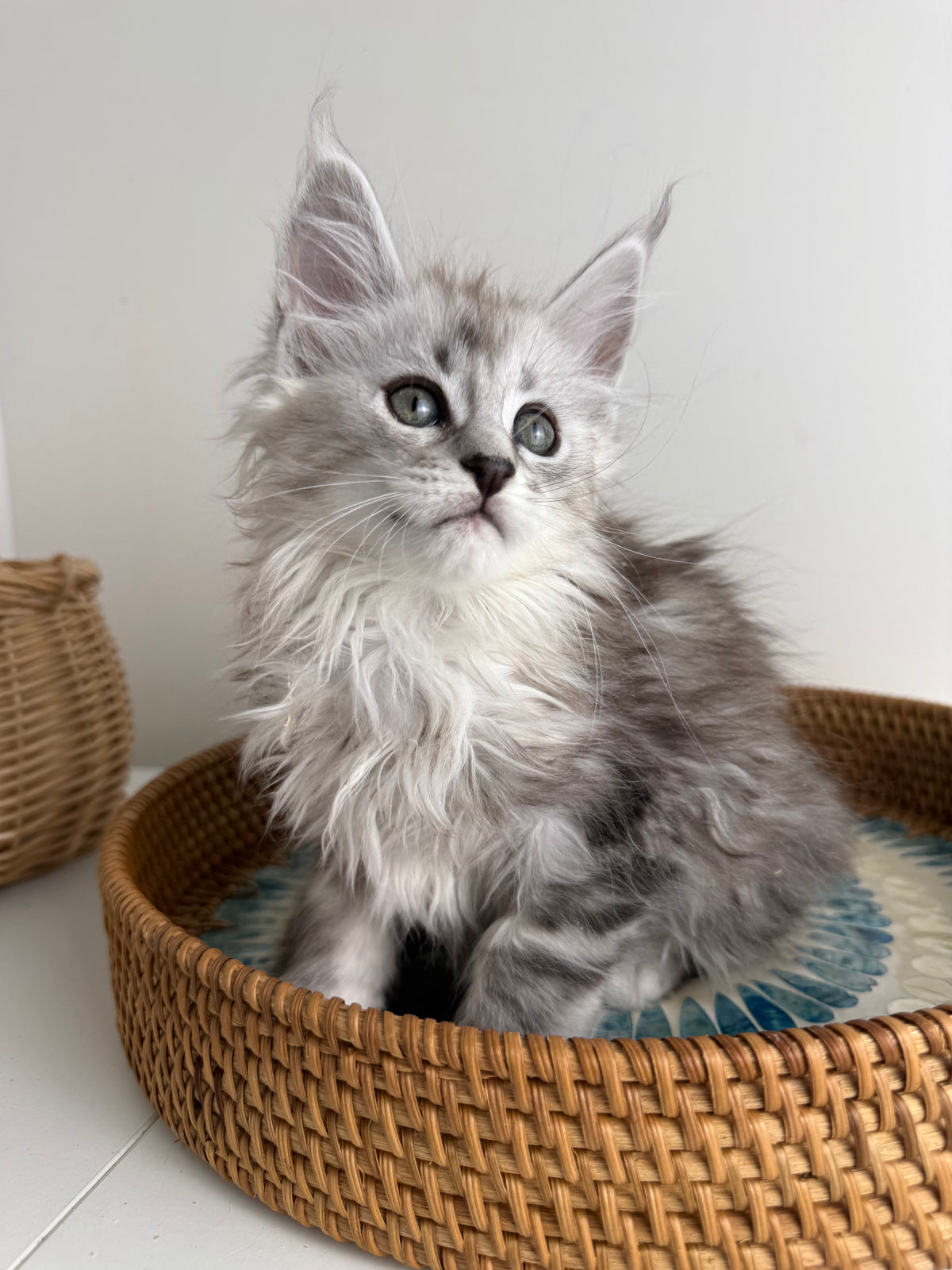 Black Silver Maine Coon female / Located in Ottawa area