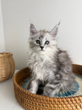 Load image into Gallery viewer, Black Silver Maine Coon female / Located in Ottawa area
