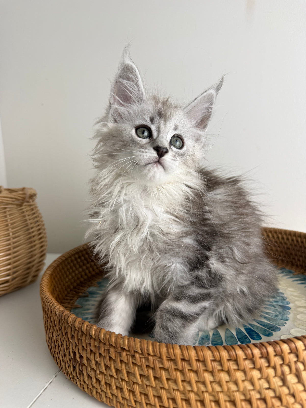 Black Silver Maine Coon female / Located in Ottawa area